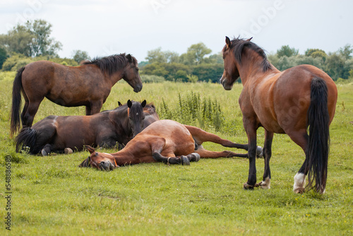 beautiful horses graze in the pasture © Tsyb Oleh