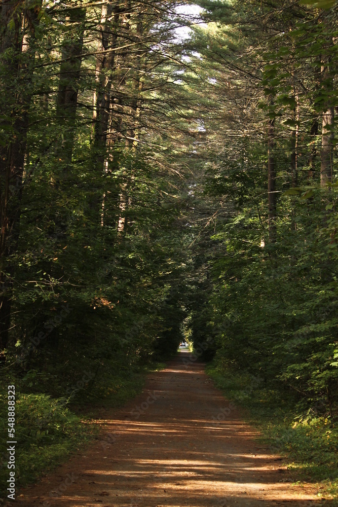 Fototapeta premium dark dark alley