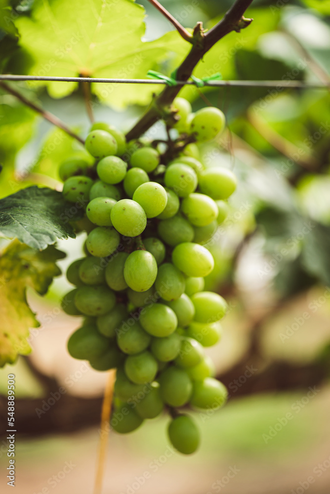 Green grape growing in organic farm