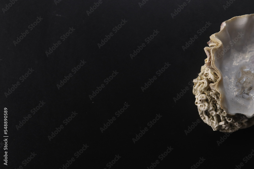 Fototapeta premium Glowing oyster shell on black background