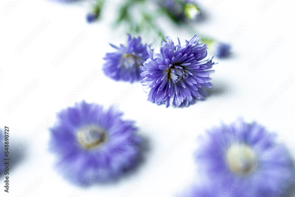 Blur,Purple flowers  on white background. The white background filled with purple  flowers scattered. Purple daisies spread out on white background. Freshness and beautifulness  purple flowers.