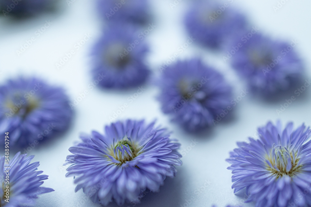 Blur,Purple flowers  on white background. The white background filled with purple  flowers scattered. Purple daisies spread out on white background. Freshness and beautifulness  purple flowers.