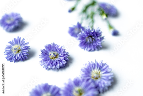 Blur,Purple flowers on white background. The white background filled with purple flowers scattered. Purple daisies spread out on white background. Freshness and beautifulness purple flowers.