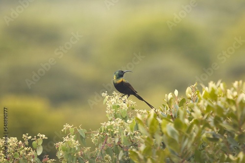 Bronzy sunbird (Nectarinia kilimensis) perched on a flowering shrub on blurred background photo