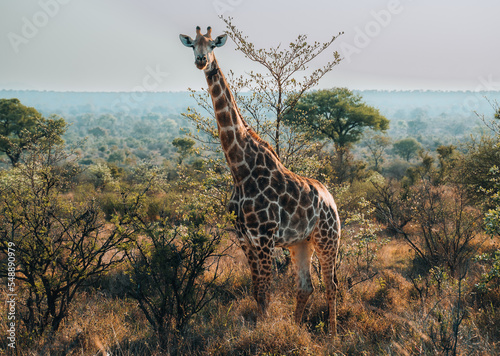 Photography giraffe in the wild, safari in the Kruger National Park in South Africa, African