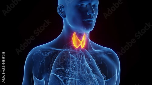 3d rendered medical animation of an adult male's thyroid gland.