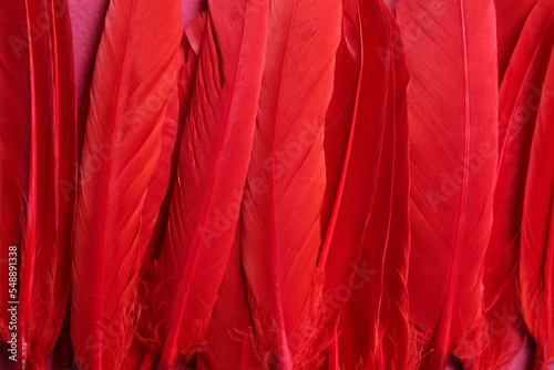 Many beautiful fluffy red feathers as background, closeup