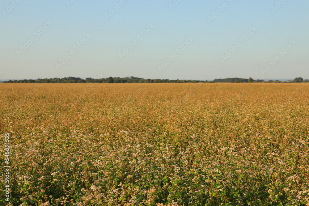 Beautiful view of buckwheat field under blue sky Beautiful view of buckwheat field under blue sky