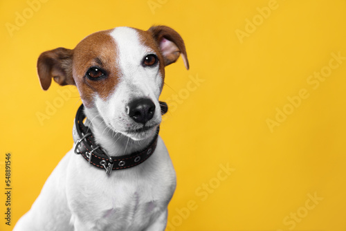 Adorable Jack Russell terrier with collar on yellow background, space for text