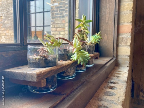 Obraz na płótnie Succulent plants in a window
