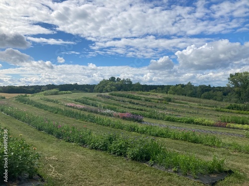Obraz na płótnie vineyard in region