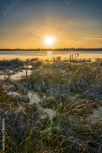 Sunrays highlighting the cobwebs on the reeds and shore plants on the edge of Lake Clifton, Western Australia. Broken wooden poles in distance. Rocklike organisms, called Thrombolites, on the shore.