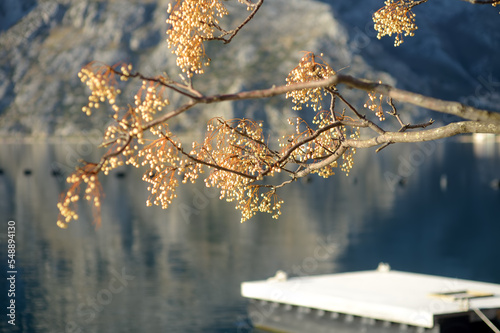Chinaberry tree ( Melia azedarach ) with cluster of fruit on the background of winter view of Boka Kotor Bay coast. photo