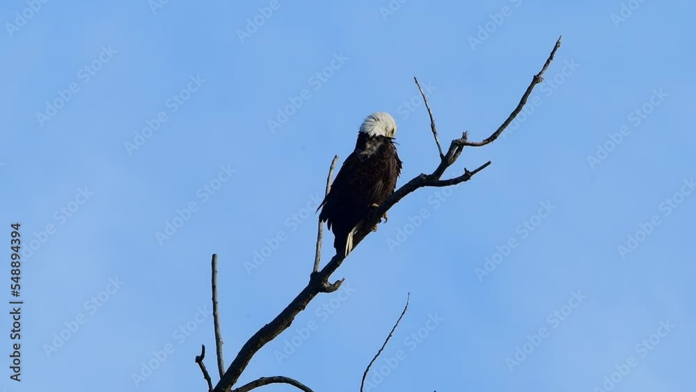 Eagle on Upper Branch Eagle on Upper Branch