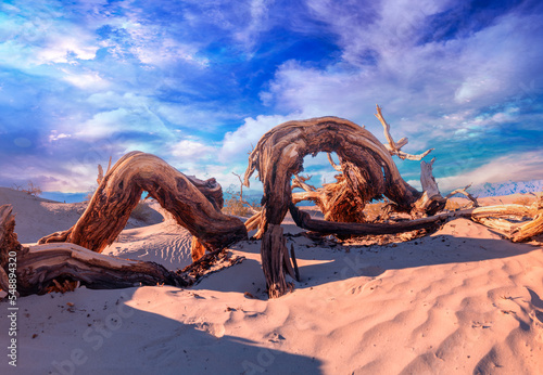 Dead trees in the Sand Dunes Death Valley CA  © PixilRay
