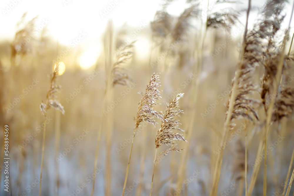 Fototapeta premium Dry grass on the coast of covered ice lake at sunset in winter. First snow and frost. Landscape. Details of nature.
