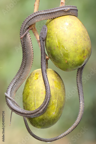 A dragon snake is looking for prey on a bush. This reptile has the scientific name Xenodermus javanicus. photo