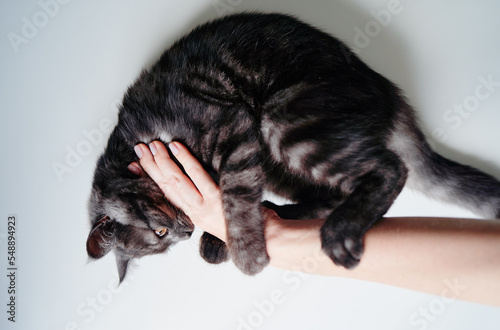 Studio shot of adorable scottish black tabby kitten bitting his owner's hand. photo