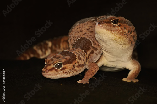 A pair of African fat tailed geckos are getting ready to mate. Selective focus with black BG. This reptile has the scientific name Hemitheconyx caudicinctus.