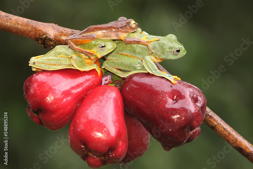 Three green tree frogs prepare to mate on a branch of a pink Malay apple tree covered in fruit. This amphibian has the scientific name Rhacophorus reinwardtii.