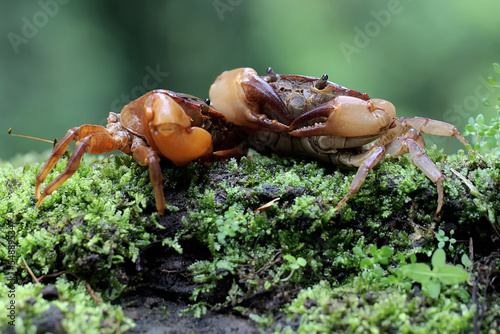 Two field crabs are looking for prey on a moss-covered rock by the river. This animal has the scientific name Parathelphusa convexa.
