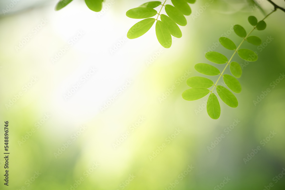 Obraz premium Closeup of beautiful nature view green leaf on blurred greenery background in garden with copy space using as background cover page concept.