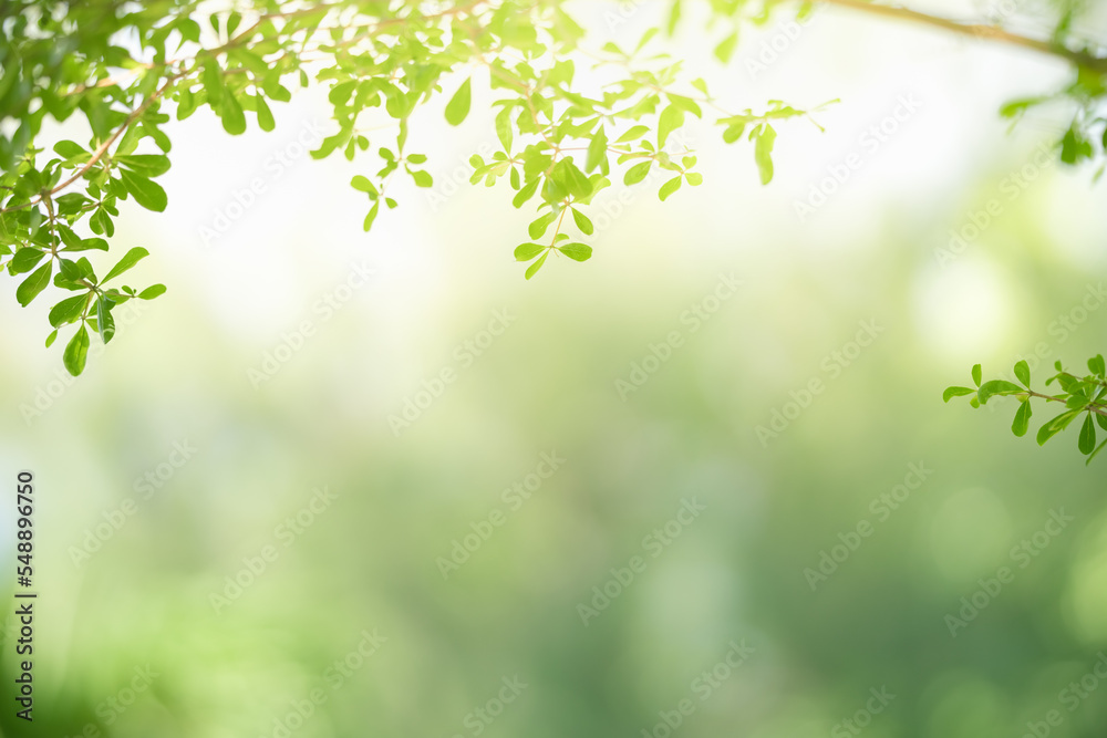 Closeup of beautiful nature view green leaf on blurred greenery background in garden with copy space using as background cover page concept.