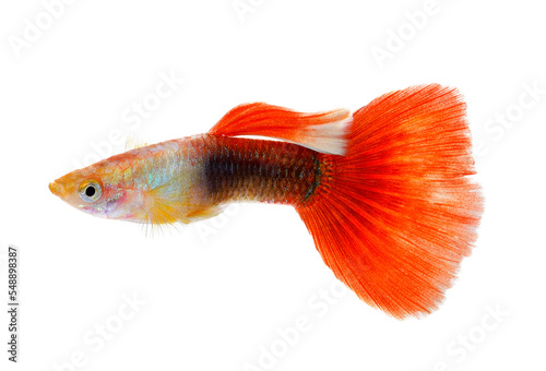 guppy fish isolated on  transparent png photo