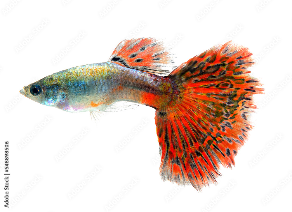 Fototapeta premium Guppy fish Isolated on transparent png