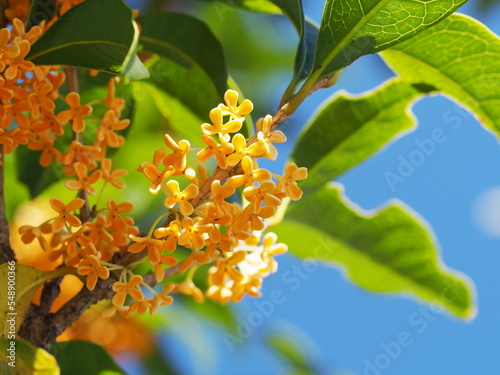 秋晴れの空とオレンジ色の花をつけた金木犀 photo