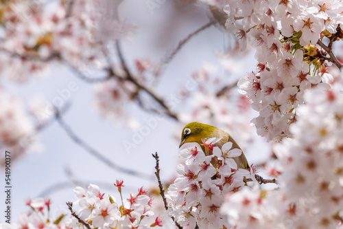 メジロ
bird on tree