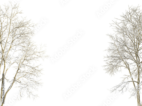Winter tree branches with snow isolated 