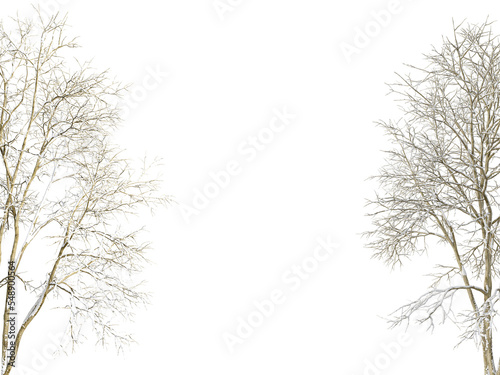 Winter tree branches with snow isolated  