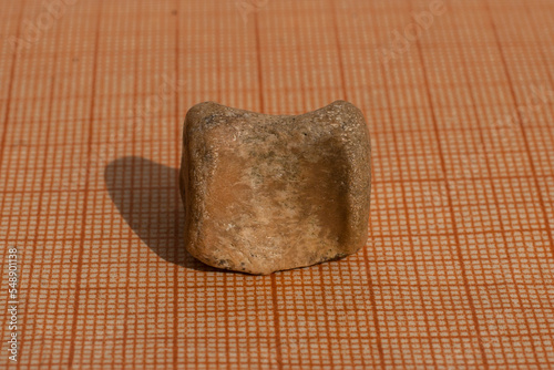 A fossil of a cetacean mammal. A vertebra from the tail of the spine. Petrifaction.