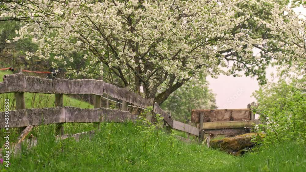 Slow motion shot of a meadow with a blooming tree and a fence as a leading line. Slow motion shot of a meadow with a blooming tree and a fence as a leading line.
