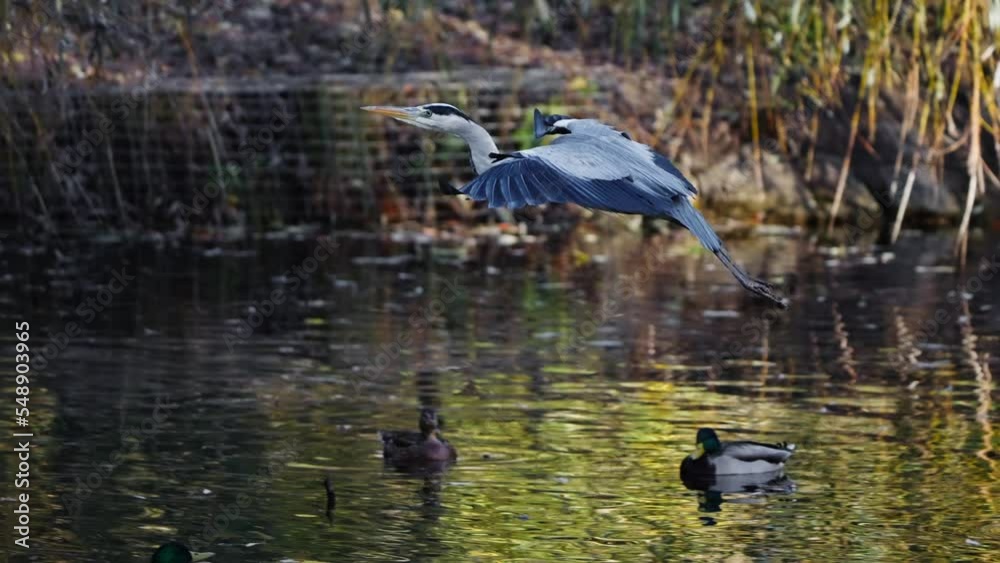 grey heron flying over pond in a park landing on tree in slow motion grey heron flying over pond in a park landing on tree in slow motion