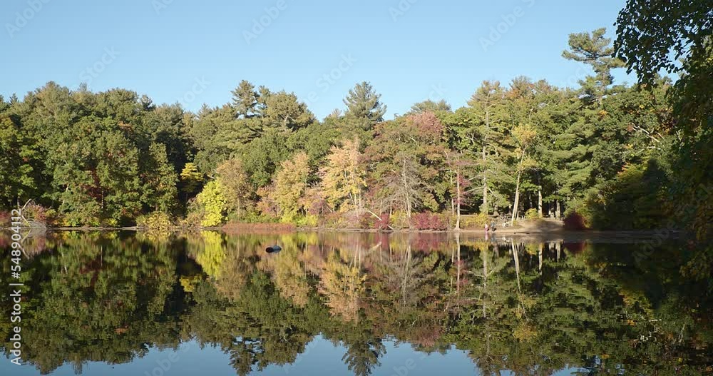 Panning shot of a dense early autumn forest surrounding a reflective lake under a blue sky.