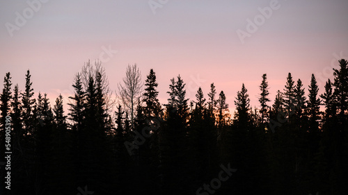 Forest backed by pink winter sunset