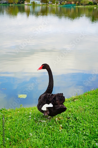 Fototapeta Naklejka Na Ścianę i Meble -  swan and other bird in a lake of lakeland Florida	