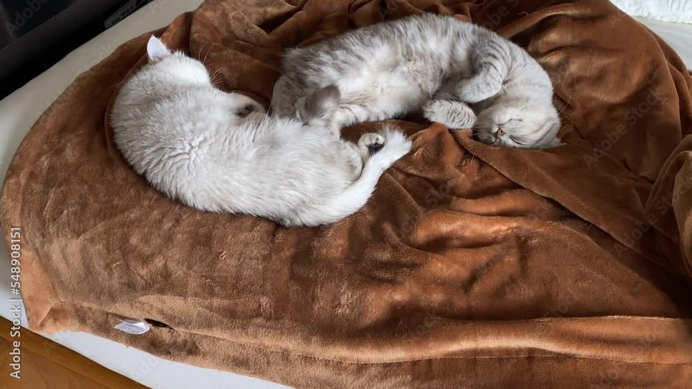 close-up of Cute Domestic Persians Silver Chinchilla Is Lying On Bed In Room And Resting. Cat close-up of Cute Domestic Persians Silver Chinchilla Is Lying On Bed In Room And Resting. Cat