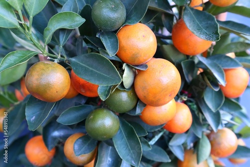 Mandarin Orange fruit plant, fresh fruit on the tree