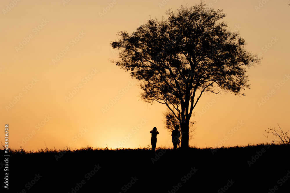 silhouette of a tree in sunset