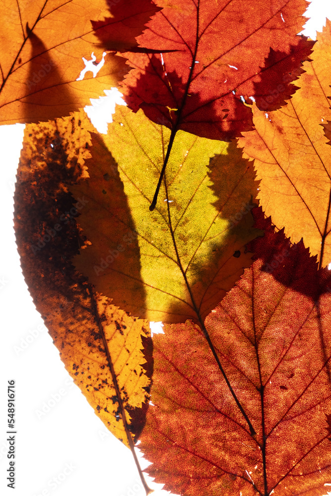 Obraz premium autumn leaves on the white background
