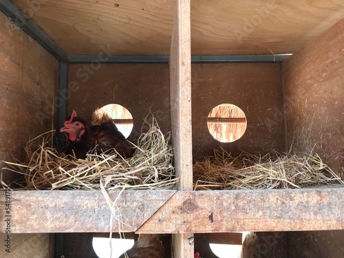 Chicken feeding in farm, livestock farming