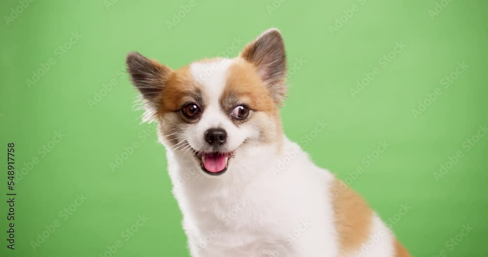Portrait of the cute fluffy puppy of pomeranian spitz. Little smiling dog lying on a green background. Copy space for text. Portrait of the cute fluffy puppy of pomeranian spitz. Little smiling dog lying on a green background. Copy space for text.