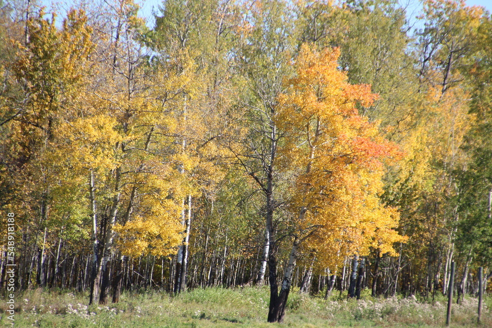 autumn in the forest