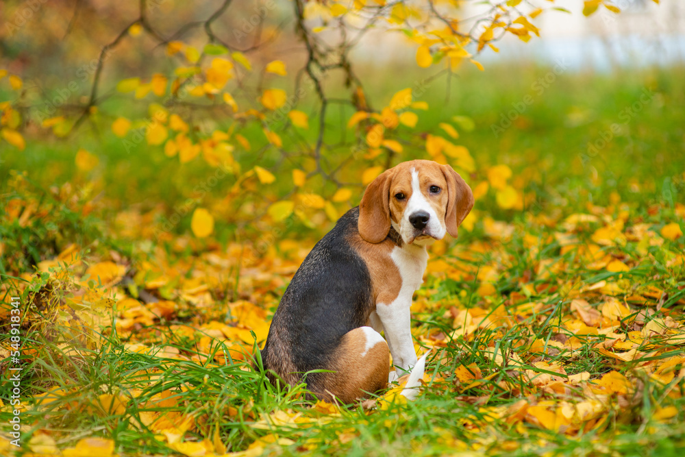 Beagle dog sitting on the grass covered with fallen leaves in the park