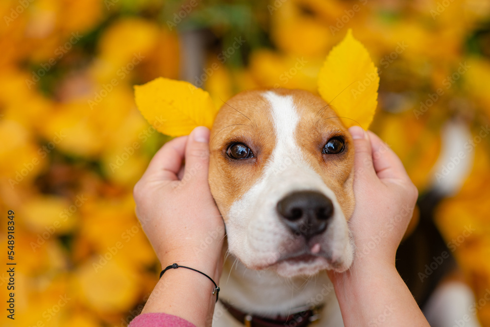 Portrait of a dog of the Beagle breed with yellow leaves substituted to the head in the autumn park against the background of a tree with yellow leaves
