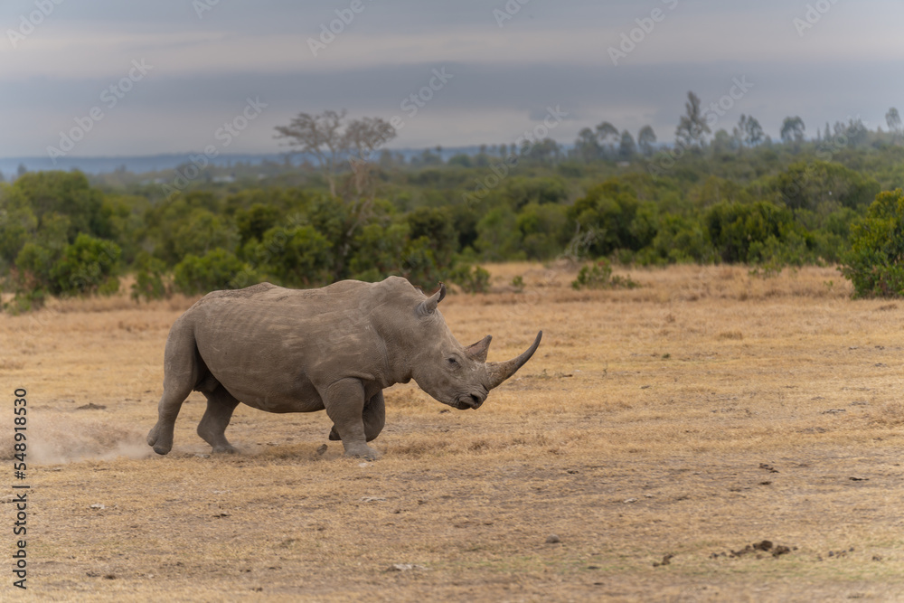 Fototapeta premium White Rhinoceros Ceratotherium simum Square-lipped Rhinoceros at Khama Rhino Sanctuary Kenya Africa.