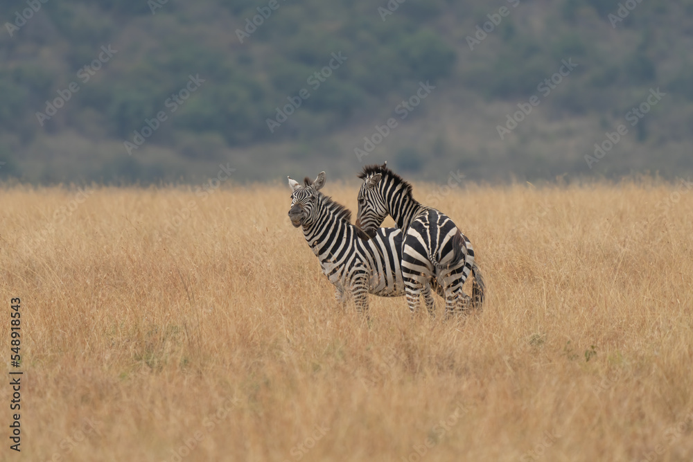 Naklejka premium african plains zebra on the dry brown savannah grasslands browsing and grazing. focus is on the zebra with the background blurred, the animal is vigilant while it feeds